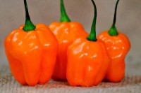 consistent quality, strong flavour, and vibrant colour Chilli